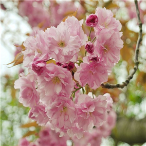 Prunus 'Beni Yutake'